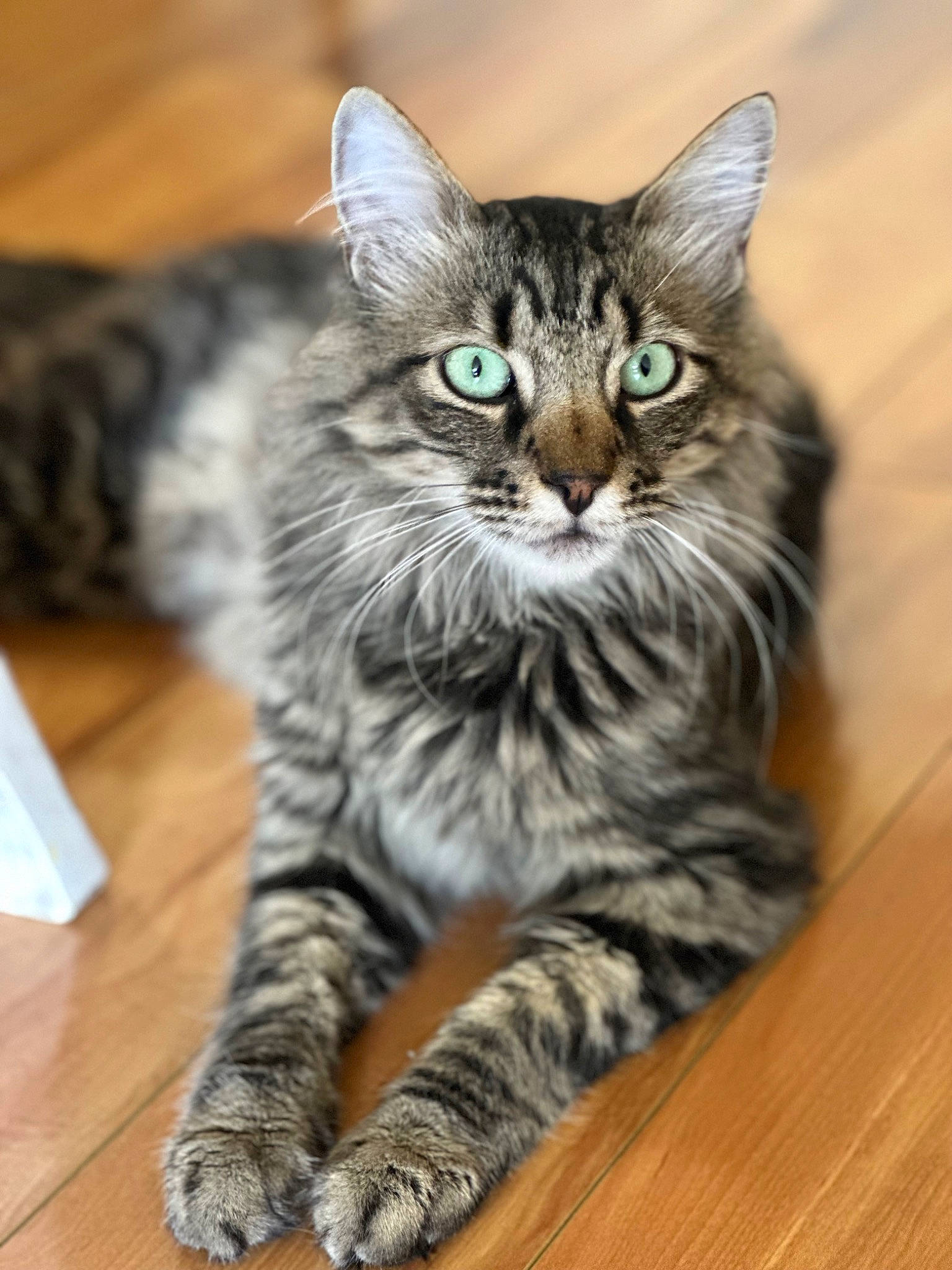 Ari is registered to the contest to win money with this photo: carnivore, cat, claw, domestic_short_haired_cat, felidae, flooring, fur, hardwood, paw, photo_caption, sitting, small_to_medium_sized_cats, snout, tail, terrestrial_animal, varnish, whiskers, wildlife, wood, wood_flooring