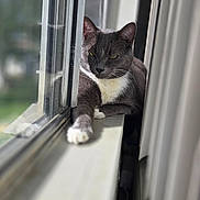 Kershaw is registered to the contest to win money with this photo: cat, gray_cat, white_fur, windowsill, sunlight, indoor, relaxed, pet, animal, stretching, feline, window, daylight, calm, fur, whiskers, paw, curtains, home, cozy