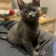 Vito a rejoint le concours — aidez-le/la à gagner de superbes lots ! animal, blurred_background, cat, close_up, cozy, curious, cute, domestic, ears, eyes, feline, fur, gray_cat, indoor, kitten, pet, sitting, soft_light, whiskers, young_cat