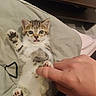 animal, bedspread, brown, cat, cute, fur, hand, human, indoor, kitten, paw, pet, playful, relaxed, small, soft, striped, tabby, touch, white