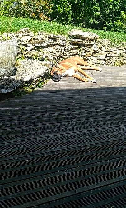 Maya a rejoint le concours — aidez-le/la à gagner de superbes lots ! asphalt, fawn, flooring, grass, landscaping, road_surface, rock, walkway, wood