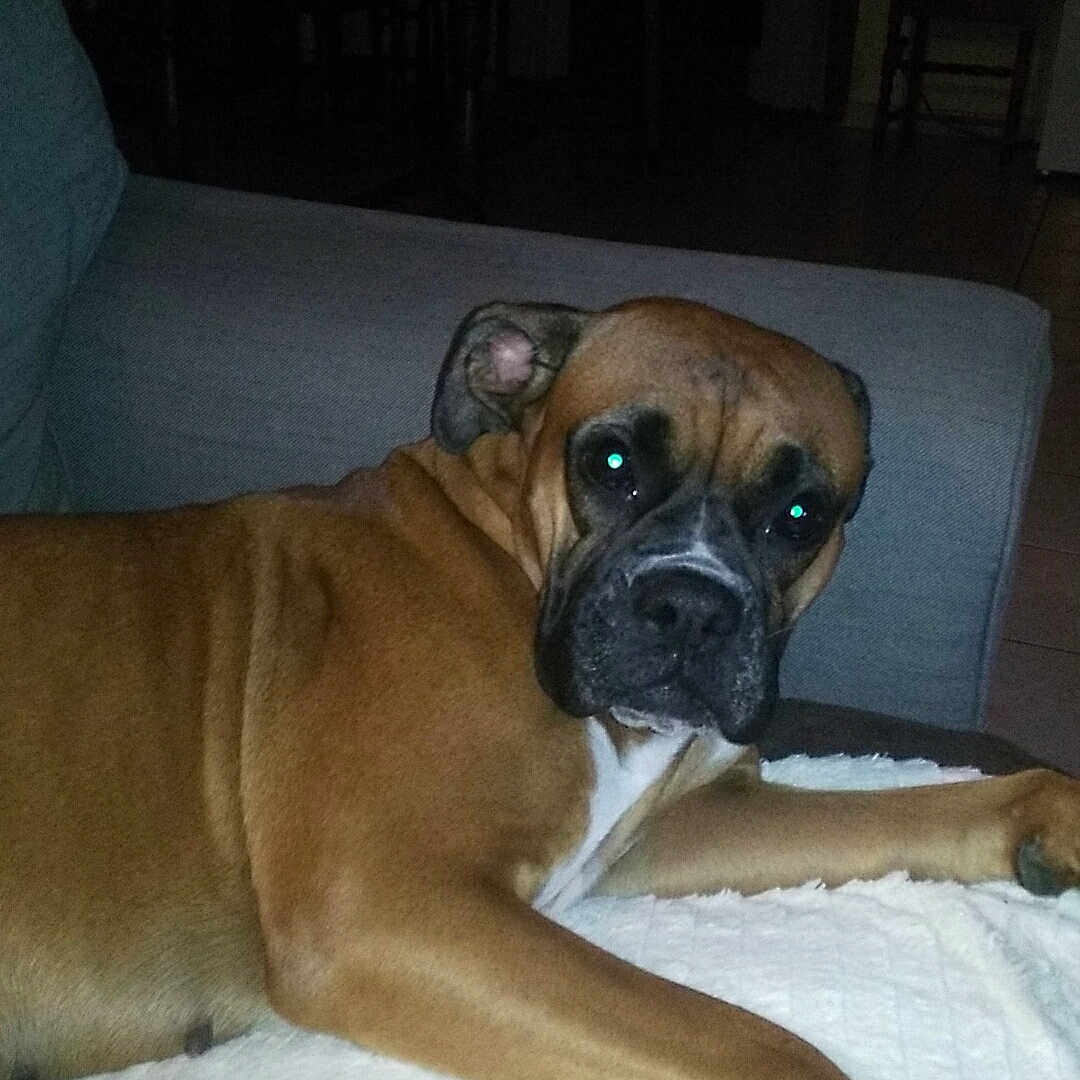 Maya