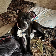Rubble is registered to the contest to win money with this photo: animal, bed, black_dog, blanket, canine, collar, comfort, curious, cute, dog, domestic_animal, fur, indoor, looking_at_camera, mammal, pet, pillow, relaxed, resting, white_markings