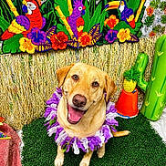Georgie joined the competition — help win amazing prizes! artificial_grass, background, cactus, colorful, decorations, dog, flower_lei, flowers, golden_retriever, grass, happy, indoor, inflatable, parrots, party, pineapple, purple, smiling, tropical, white