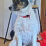 dog, jack_russell_terrier, small_dog, wirehaired, white_fur, black_fur, brown_fur, sitting, red_collar, pet, animal, indoors, chair, furniture, mug, stool, doorway, living_room, portrait, side_profile