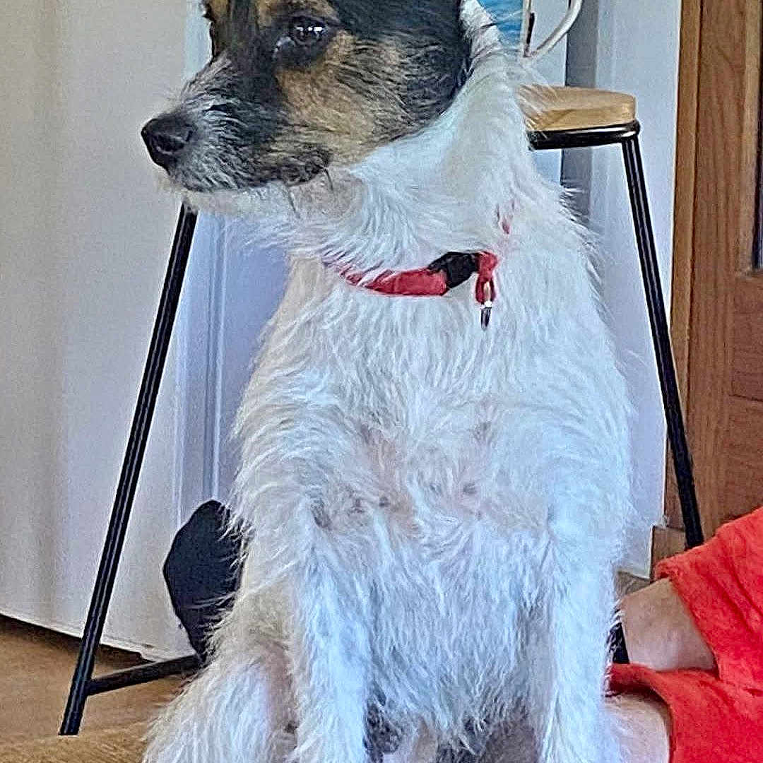 Biscotte participe au concours pour gagner de l'argent avec cette photo : dog, jack_russell_terrier, small_dog, wirehaired, white_fur, black_fur, brown_fur, sitting, red_collar, pet, animal, indoors, chair, furniture, mug, stool, doorway, living_room, portrait, side_profile