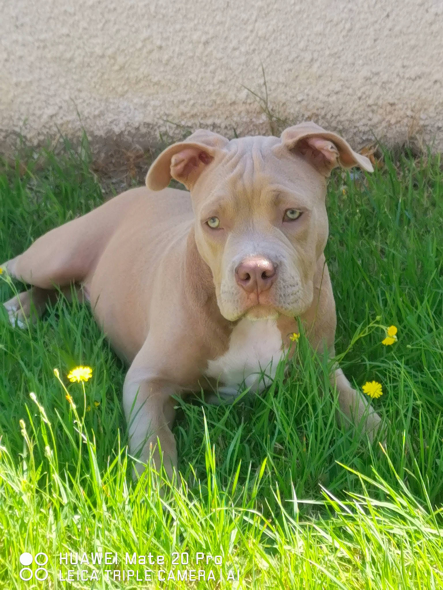 Diamond a rejoint le concours — aidez-le/la à gagner de superbes lots ! carnivore, companion_dog, dog, dog_breed, ear, fawn, grass, grassland, groundcover, liver, livestock, meadow, plant, prairie, snout, sporting_group, tail, terrestrial_animal, whiskers, working_animal