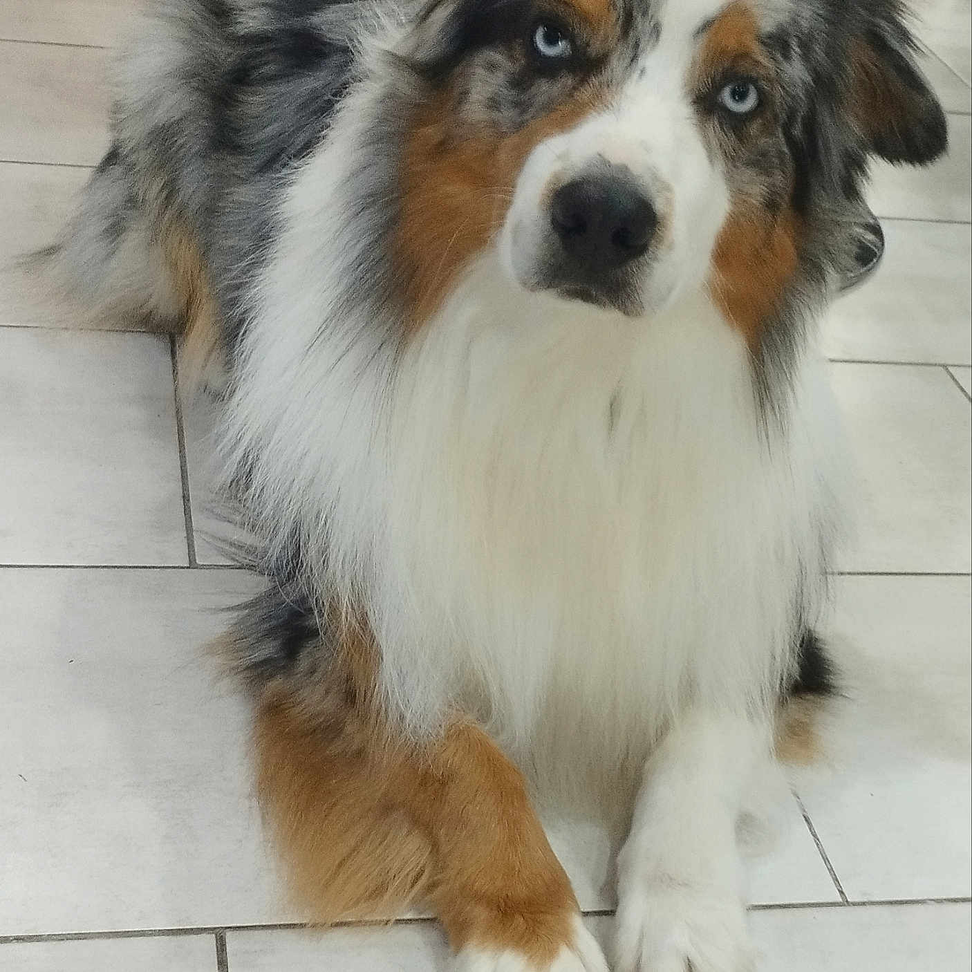 Scooby participe au concours pour gagner de l'argent avec cette photo : accessories, animal, ball, canine, cockerspaniel, collie, dog, eskimodog, flagstone, hound, husky, papillon, path, pet, puppy, slate, snout, strap, tile, walkway