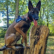 Alpha a rejoint le concours — aidez-le/la à gagner de superbes lots ! dog, canine, outdoor, forest, tree_stump, nature, sunlight, greenery, animal, pet, tongue_out, ears_up, collar, harness, park, summer, daytime, happy, mammal, wood