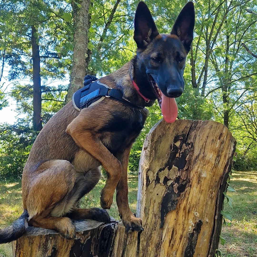 Alpha a rejoint le concours — aidez-le/la à gagner de superbes lots ! animal, canine, collar, daytime, dog, ears_up, forest, greenery, happy, harness, mammal, nature, outdoor, park, pet, summer, sunlight, tongue_out, tree_stump, wood