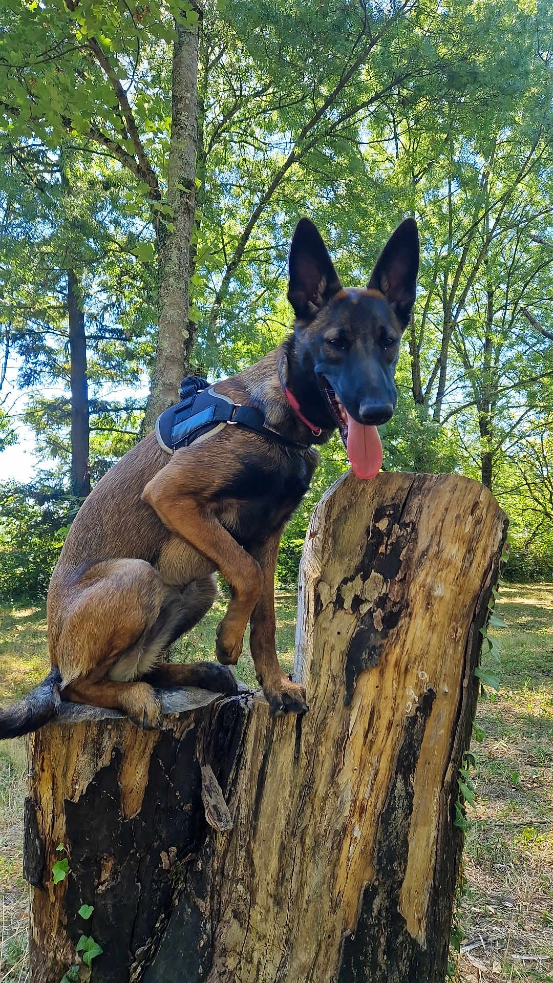 Alpha