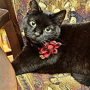 Kelly is registered to the contest to win money with this photo: black_cat, cat, green_eyes, bow, red_bow, checkered_bow, tapestry_chair, patterned_fabric, indoor, furniture, pet, animal, close_up, relaxed, looking_at_camera, whiskers, fur, domestic_cat, portrait, cute