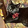 black_cat, cat, green_eyes, bow, red_bow, checkered_bow, tapestry_chair, patterned_fabric, indoor, furniture, pet, animal, close_up, relaxed, looking_at_camera, whiskers, fur, domestic_cat, portrait, cute