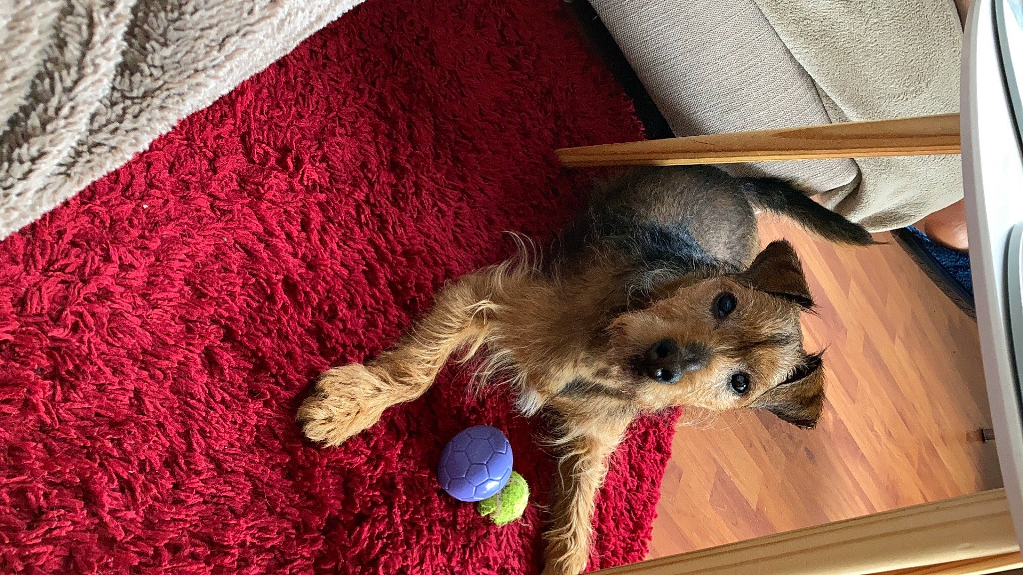 Ziggy is registered to the contest to win money with this photo: ball, carnivore, companion_dog, dog_breed, electric_blue, fawn, felidae, flooring, fur, hardwood, pattern, rodent, small_to_medium_sized_cats, stuffed_toy, tail, toy, whiskers, wood, wool, woolen