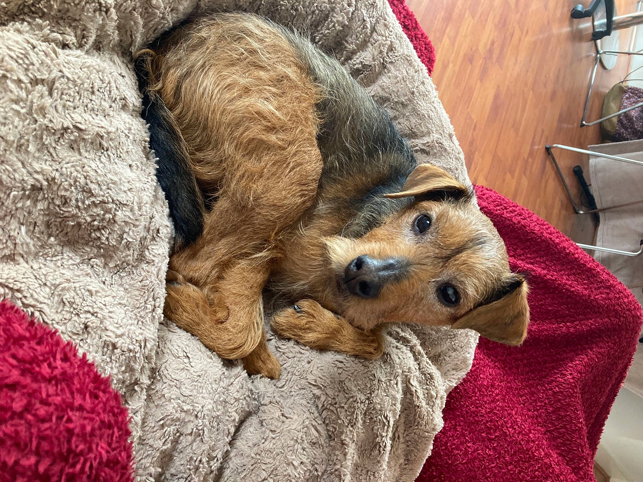 Ziggy is registered to the contest to win money with this photo: canidae, carnivore, comfort, companion_dog, dog, dog_breed, fawn, felidae, flooring, fur, linens, small_to_medium_sized_cats, snout, sporting_group, terrestrial_animal, terrier, textile, toy, welsh_terrier, whiskers