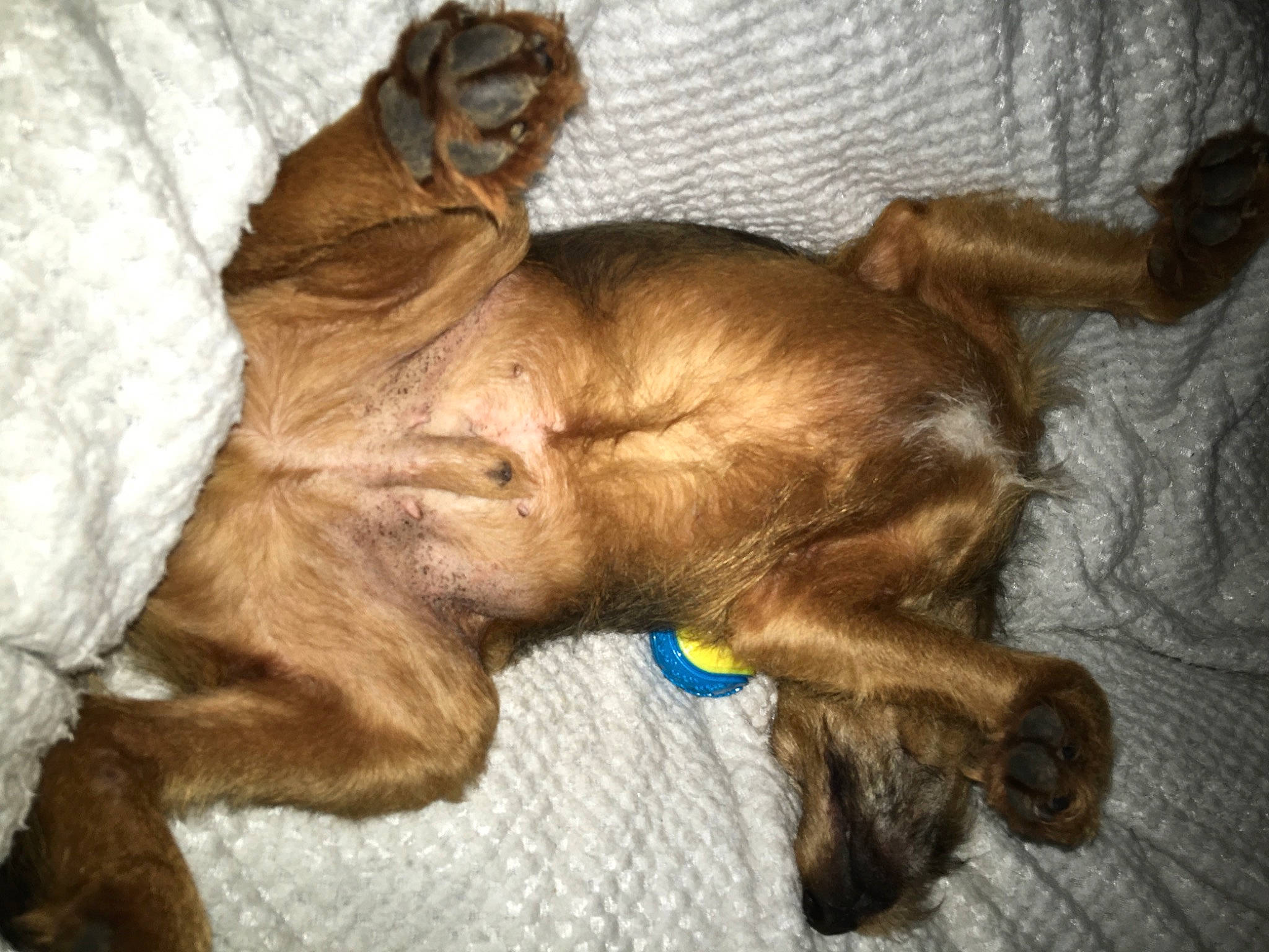 Ziggy joined the competition — help win amazing prizes! canidae, carnivore, comfort, companion_dog, dog, dog_breed, fawn, fur, guard_dog, liver, nap, paw, plant, snout, sporting_group, tail, terrestrial_animal, working_animal