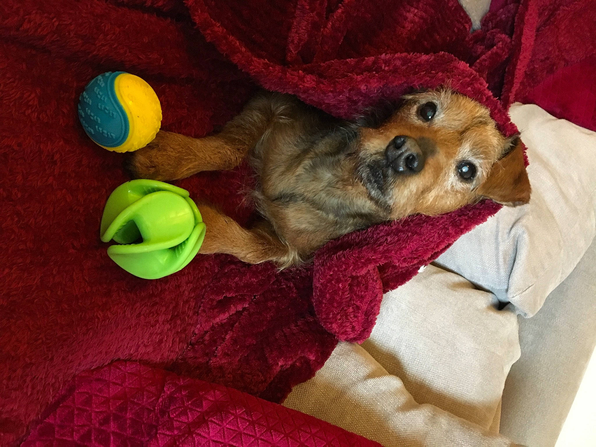 Ziggy is registered to the contest to win money with this photo: bed, canidae, carnivore, comfort, companion_dog, couch, dog, dog_breed, dog_clothes, dog_supply, fawn, fur, linens, mammal, snout, sporting_group, stuffed_toy, toy, toy_dog, vertebrate