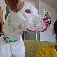 Max is registered to the contest to win money with this photo: animal, brown_patch, close_up, collar, couch, decor, dog, fan, furniture, glasses, head, indoor, living_room, person, pet, portrait, side_profile, wall_art, white_dog, yellow_shirt