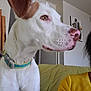 animal, brown_patch, close_up, collar, couch, decor, dog, fan, furniture, glasses, head, indoor, living_room, person, pet, portrait, side_profile, wall_art, white_dog, yellow_shirt