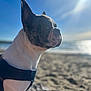 animal, beach, blurred_background, calm, canine, closeup, daylight, dog, french_bulldog, harness, nature, outdoor, pet, portrait, sand, side_view, sky, sunlight, sunshine, water