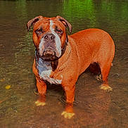 Uguette participe au concours pour gagner de l'argent avec cette photo : animal, brown, canine, collar, dog, fur, greenery, nature, outdoor, pets, pond, reflection, river, serious, standing, summer, sunlight, water, wet, white