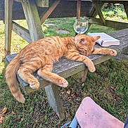 Garfild a rejoint le concours — aidez-le/la à gagner de superbes lots ! animal, book, cat, daylight, fur, garden, ginger_cat, grass, nature, open_book, outdoor, peaceful, pet, picnic_bench, pink_bag, relaxation, sleeping, sunny, wine_glass, wooden_bench