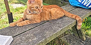 Garfild a rejoint le concours — aidez-le/la à gagner de superbes lots ! animal, bench, blue_bag, book, cat, curious, daylight, fur, grass, greenery, leisure, nature, orange_tabby, outdoor, pet, picnic_bench, relaxed, summer, sunlight, wood