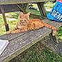 animal, bench, blue_bag, book, cat, curious, daylight, fur, grass, greenery, leisure, nature, orange_tabby, outdoor, pet, picnic_bench, relaxed, summer, sunlight, wood