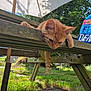Garfild a rejoint le concours — aidez-le/la à gagner de superbes lots ! animal, bench, cat, daylight, grass, greenery, lazy, nature, orange_tabby, outdoor, paw, pet, picnic_table, relaxing, resting, summer, sunlight, tail, umbrella, wood