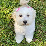 Sophie Laveve joined the competition — help win amazing prizes! dog, white_dog, fluffy, bow, pink_bow, grass, outdoor, pet, cute, small_dog, animal, fur, ears, tail, looking_up, adorable, nature, playful, summer, companion