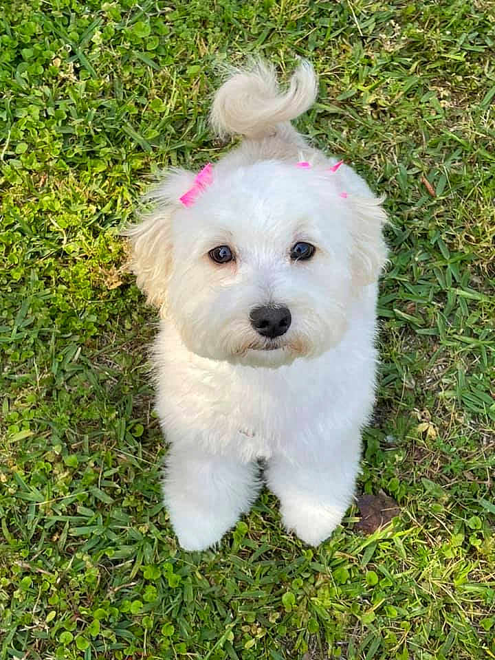 Sophie Laveve joined the competition — help win amazing prizes! dog, white_dog, fluffy, bow, pink_bow, grass, outdoor, pet, cute, small_dog, animal, fur, ears, tail, looking_up, adorable, nature, playful, summer, companion