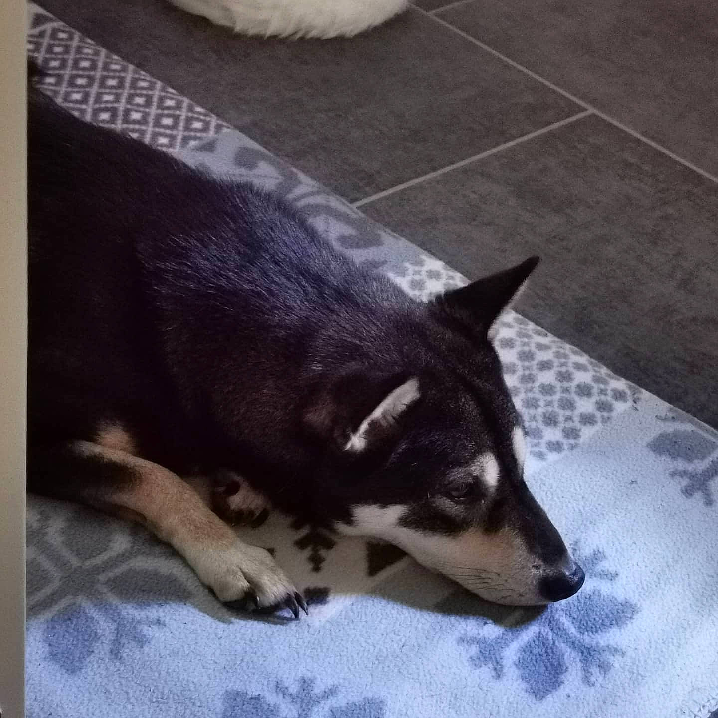 Hitch participe au concours pour gagner de l'argent avec cette photo : black, canidae, carnivore, dog, dog_breed, floor, flooring, fur, snout, sporting_group, tail, terrestrial_animal, tile, vertebrate, working_animal, working_dog