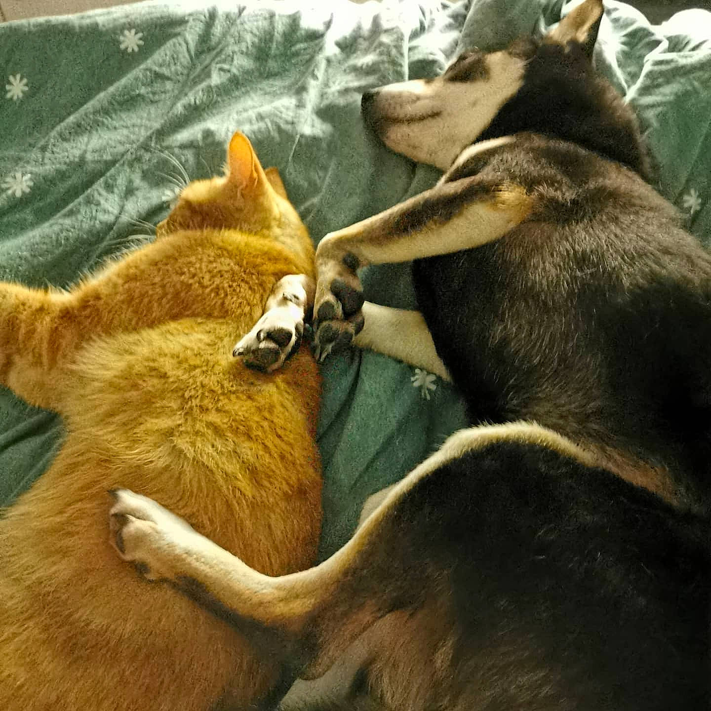 Hitch a rejoint le concours — aidez-le/la à gagner de superbes lots ! canidae, carnivore, comfort, companion_dog, dog, dog_breed, fawn, fur, linens, natural_material, organism, snout, terrestrial_animal, working_animal, working_dog