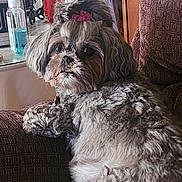 Bella is registered to the contest to win money with this photo: dog, pet, curly_hair, bow, cushion, indoor, cozy, brown, fur, table, soap_bottle, relaxed, looking_back, household, furniture, companion, cute, small_dog, resting, domestic