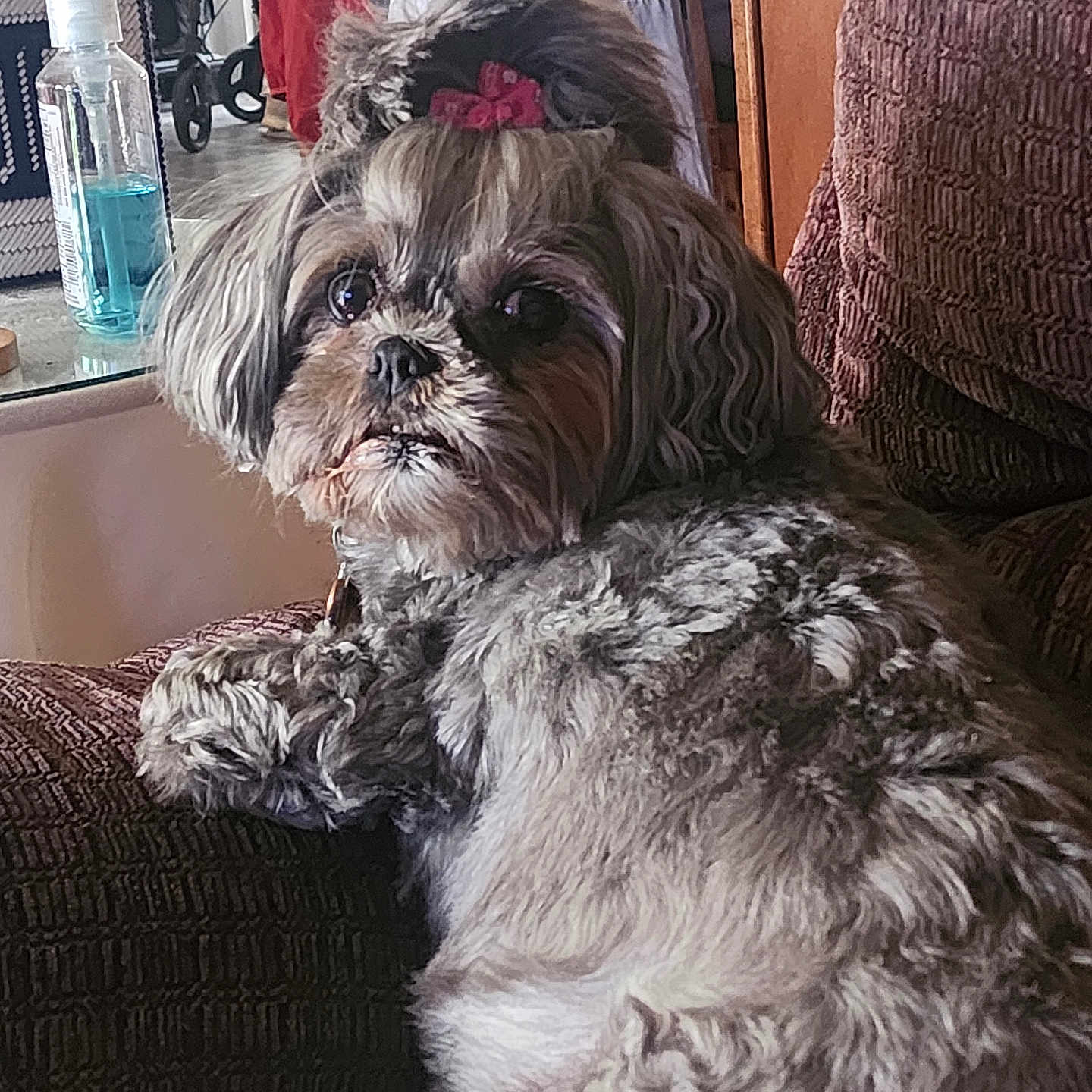 Bella is registered to the contest to win money with this photo: bow, brown, companion, cozy, curly_hair, cushion, cute, dog, domestic, fur, furniture, household, indoor, looking_back, pet, relaxed, resting, small_dog, soap_bottle, table
