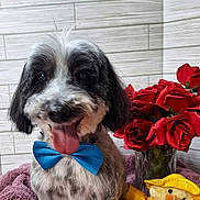 Buddy joined the competition — help win amazing prizes! dog, bow_tie, tongue_out, purple_towel, yellow_duck, plush_toy, red_roses, vase, indoor, tile_wall, pet, cute, smiling, fur, animal, small_dog, decor, portrait, happy, sitting