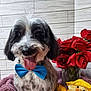 dog, bow_tie, tongue_out, purple_towel, yellow_duck, plush_toy, red_roses, vase, indoor, tile_wall, pet, cute, smiling, fur, animal, small_dog, decor, portrait, happy, sitting