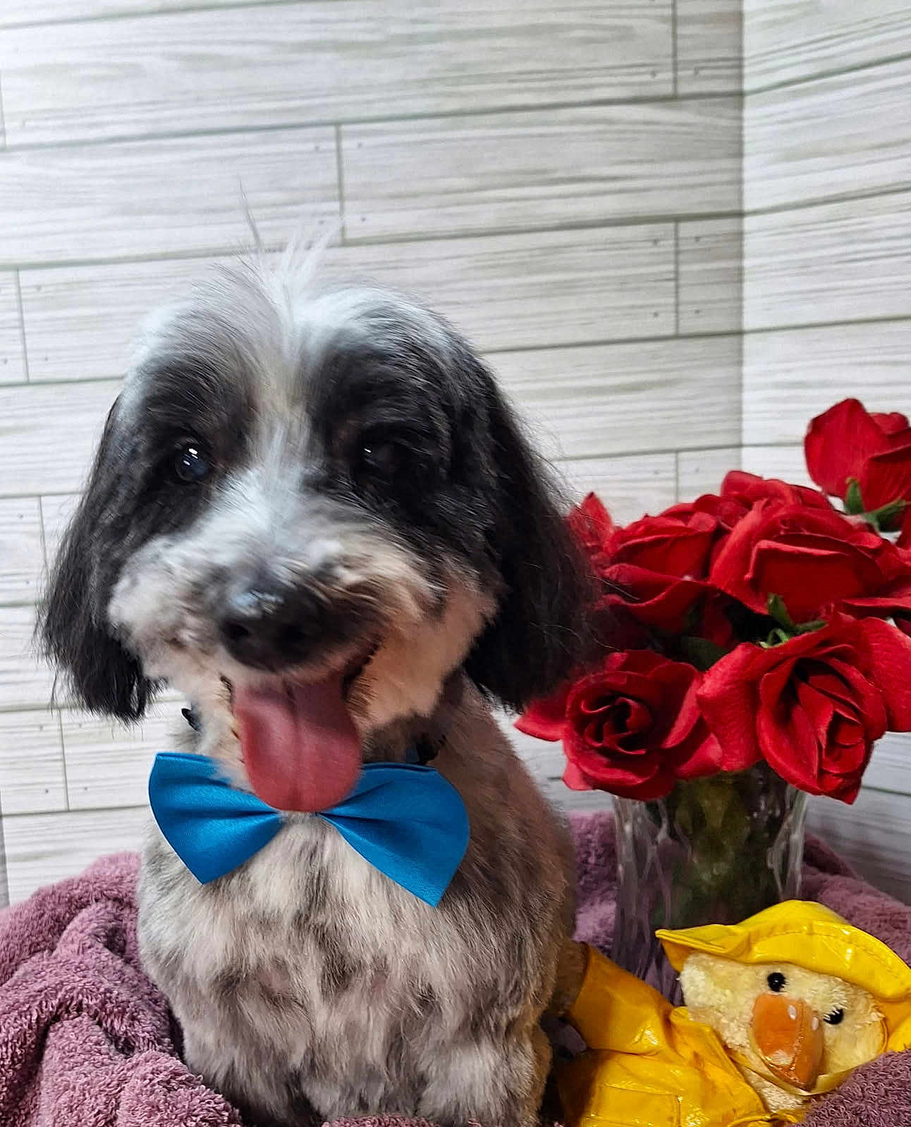 Buddy