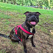 Topaze participe au concours pour gagner de l'argent avec cette photo : dog, canine, pet, outdoor, grass, harness, smiling, tongue_out, park, trees, nature, animal, sitting, brindle, leash, happy, daylight, mammal, ears, snout
