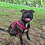dog, canine, pet, outdoor, grass, harness, smiling, tongue_out, park, trees, nature, animal, sitting, brindle, leash, happy, daylight, mammal, ears, snout