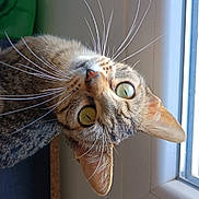 Luna a rejoint le concours — aidez-le/la à gagner de superbes lots ! abyssinian, animal, cat, egyptiancat, kitten, manx, pet, window