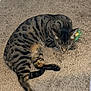 cat, tabby, spotted, sleeping, carpet, indoor, pet, feline, resting, toy, cozy, animal, fur, whiskers, quiet, relaxed, domestic, cute, home, nap