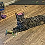 cat, tabby, indoor, wooden_floor, toy, corn_cob_toy, animal, pet, feline, striped, spotted, relaxed, looking_at_camera, flooring, door, shoe_rack, shoes, cord, purple_toy, home_interior