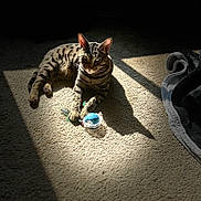 Bezzy is registered to the contest to win money with this photo: cat, tabby_cat, carpet, sunlight, shadow, toy, feathers, indoor, pet, animal, playful, relaxed, feline, striped, paw, cute, domestic_cat, resting, light, shadow_play