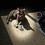 cat, tabby_cat, carpet, sunlight, shadow, toy, feathers, indoor, pet, animal, playful, relaxed, feline, striped, paw, cute, domestic_cat, resting, light, shadow_play