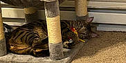 Bezzy is registered to the contest to win money with this photo: cat, tabby, toy, cat_tree, carpet, indoor, pet, playful, animal, feline, resting, cozy, home, carpeted_floor, scratching_post, colorful_toy, striped_fur, relaxed, small_pet, mammal