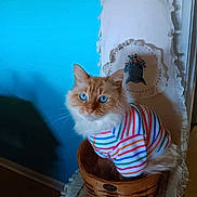 Biscuit joined the competition — help win amazing prizes! cat, orange_cat, blue_eyes, striped_sweater, basket, chair, lace_doylie, fluffy, indoor, vintage, decor, cozy, pet, feline, portrait, seated, colorful, animal, cute, domestic
