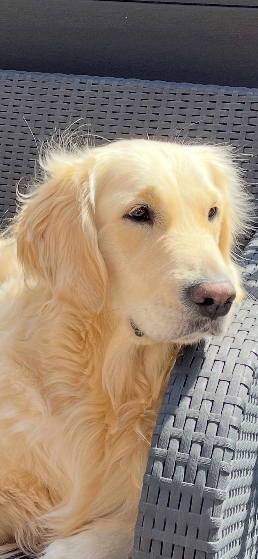 Thalia participe au concours pour gagner de l'argent avec cette photo : dog, golden_retriever, pet, animal, outdoor, chair, woven_chair, fur, close_up, portrait, sunlight, calm, relaxed, canine, mammal, domestic_animal, face, nose, ears, whiskers