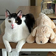 Catou participe au concours pour gagner de l'argent avec cette photo : cat, plush_dog, table, indoor, white, black, curious, pet, feline, stuffed_animal, cozy, wood, jar, sugar_cubes, relaxing, domestic, cute, animal, companion, home