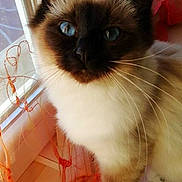Orkana participe au concours pour gagner de l'argent avec cette photo : balinese, birman, burmese, carnivore, cat, eye, felidae, himalayan, iris, kitten, mammal, ojos_azules, ragdoll, siamese, small_to_medium_sized_cats, snowshoe, thai, tonkinese, vertebrate, whiskers